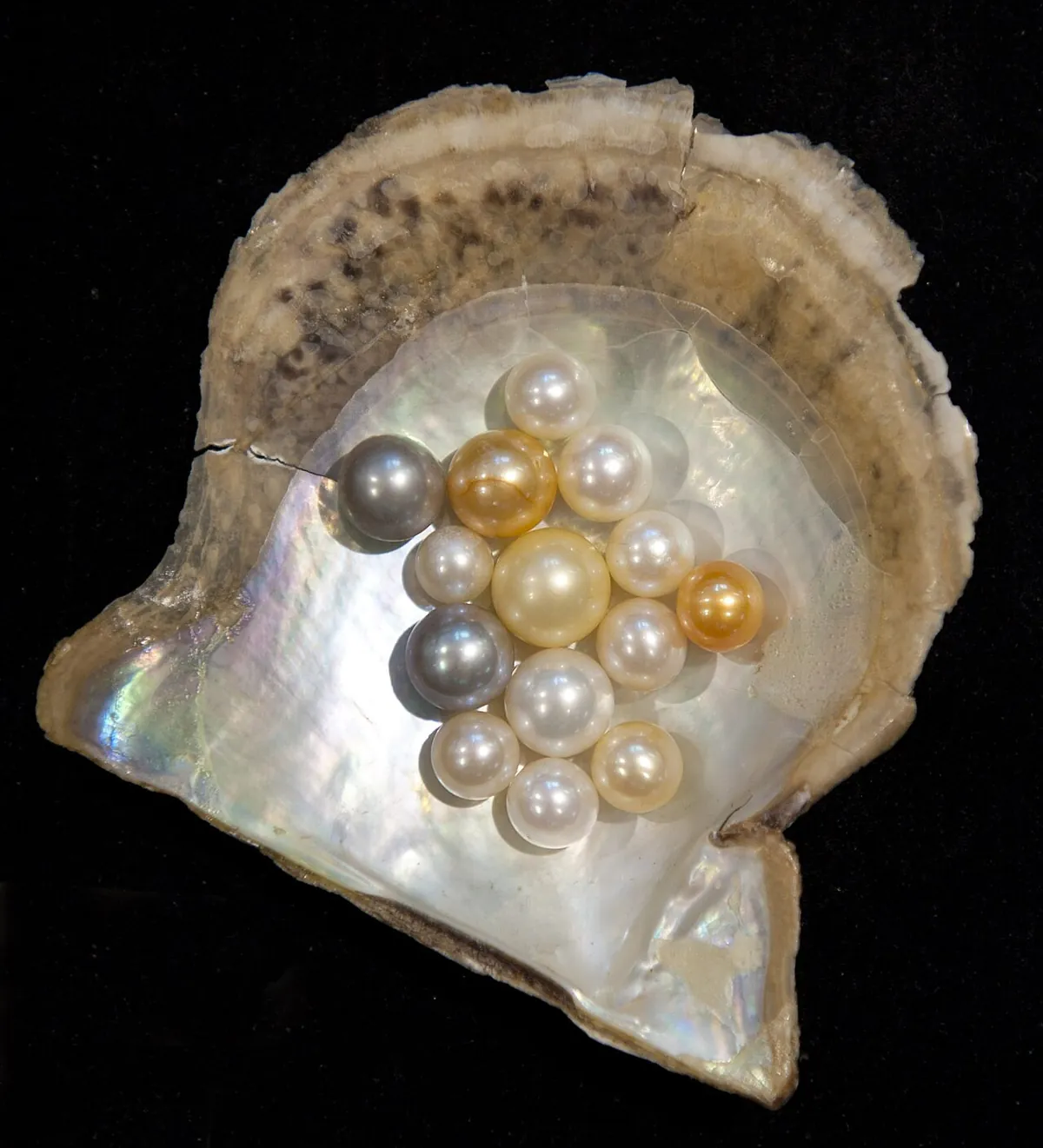 White, gray and golden pearls arranged inside an open oyster shell